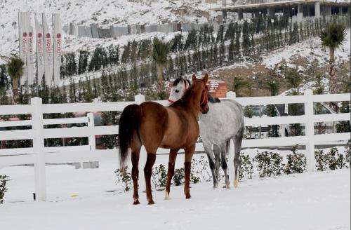 Pelikan Hotel in Büyükçekmece