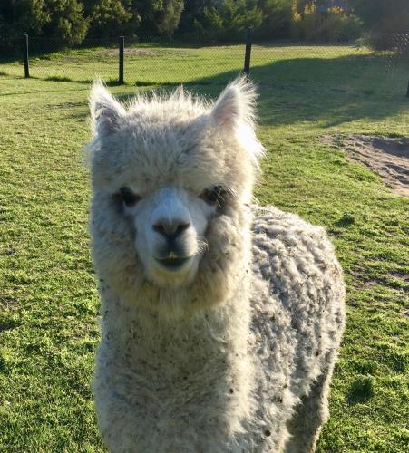 ハーモニー ベッド & ブレックファースト