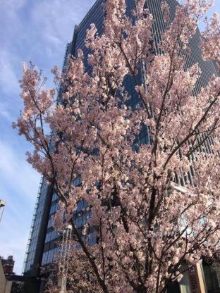 Tokyo Central Youth Hostel, Tokio (fotografie 6)
