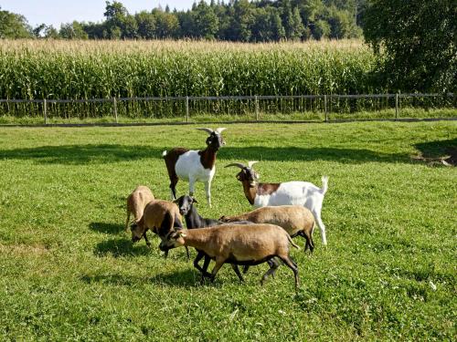Ferienhof Dirnberg - image 13