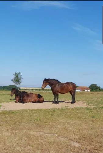 Ferienapartment Wiese & Meer auf Rügen in Neddesitz, Deutschland