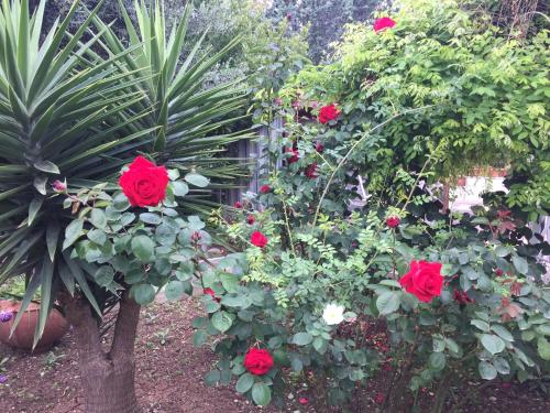 Il Giardino della Foglia 3