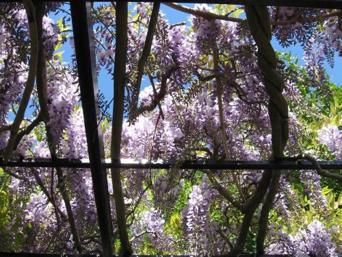 Dārzs, B&B I Glicini in Avegno