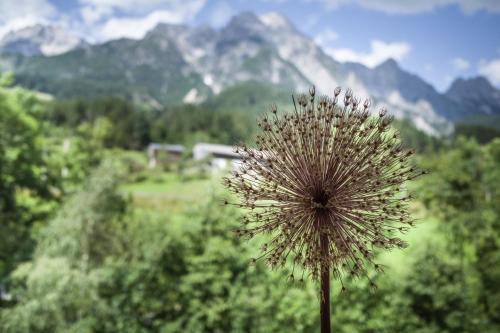 Ferienpension Bierbaumer in Leogang