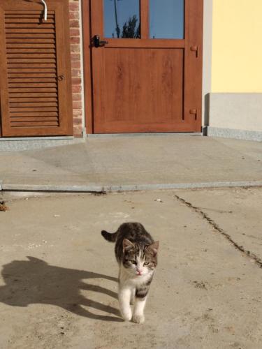 CASCINA PONTETTO 5