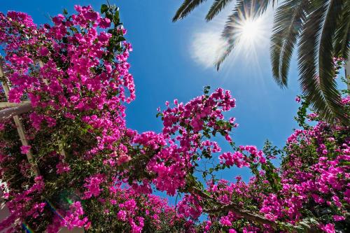 Atlantis Beach Villa - main image