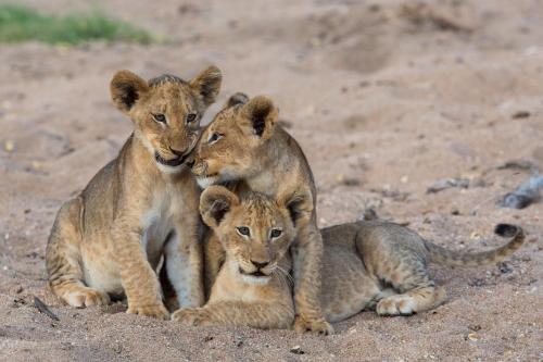 Tintswalo Safari