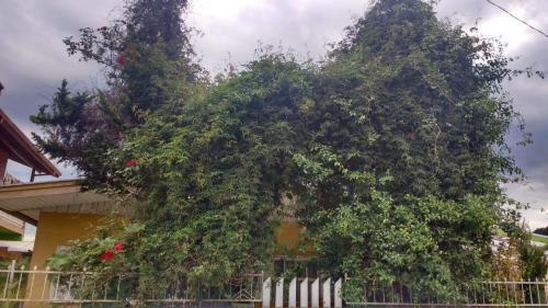 Casa Do Seu Dani in เอวเจนิโอ เฟร์เรย์รา