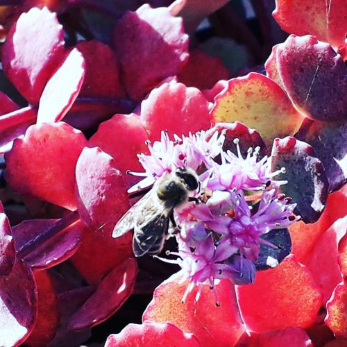  Fejérdi Vendégház in Villány