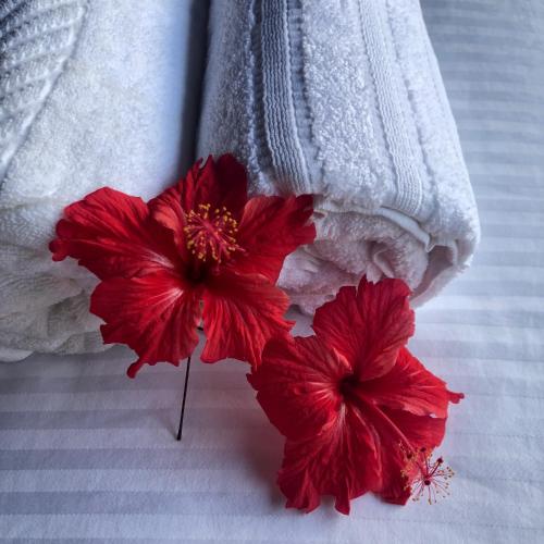 Wanakaset Forest Glamping