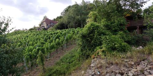 Apkārtne, Ferienwohnung am Hollergraben in Oberschwarzach