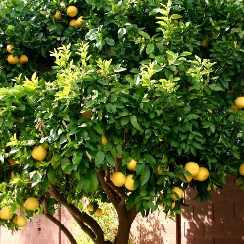 LEMON TREE Trogir