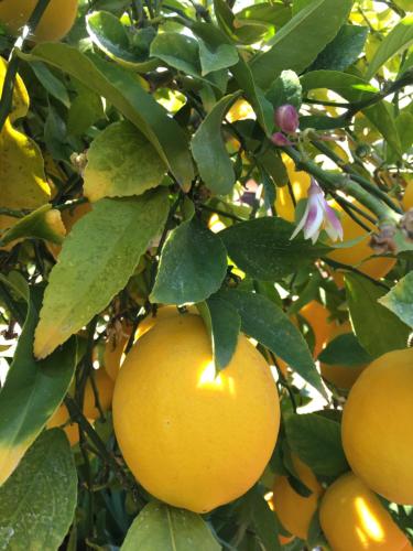  LEMON TREE in Trogir