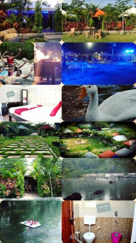 a collage of photos of different types of plants, Coorg Adventures Tent Stay AND SPA in Coorg