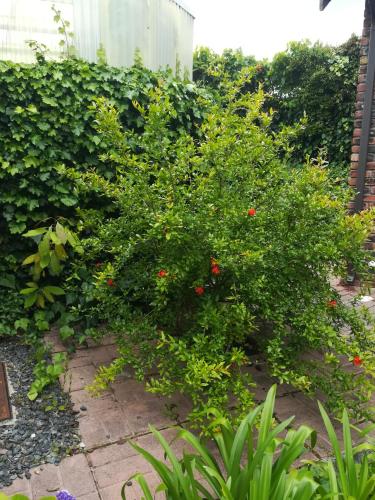 Le Petit Vignoble – Cape Town, TX