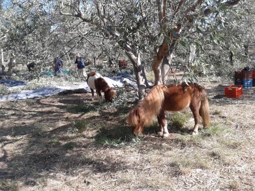  Faidra´s Farm in Ástros