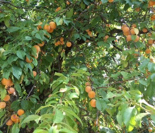 Podere Bargnano Cetona, Sleeps 12, Pool, WiFi, Air conditioning