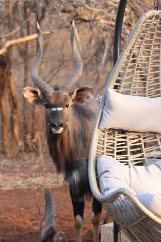 226751015 Ukuthula Bush Lodge