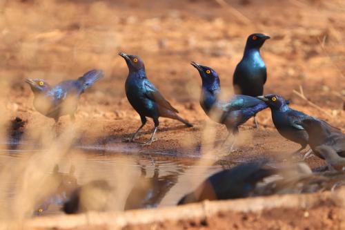 226751157 Ukuthula Bush Lodge