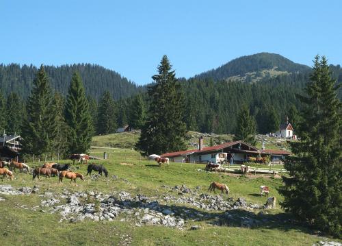 Gästehäuser Schwemmbauer - image 3