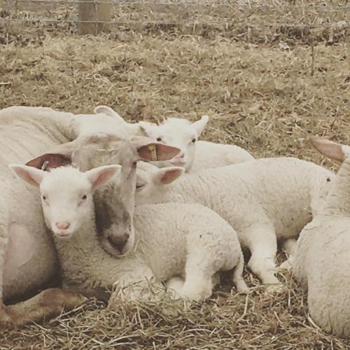 Fat Sheep Farm & Cabins