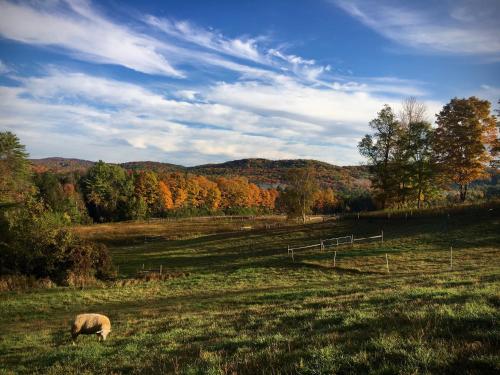 Fat Sheep Farm & Cabins