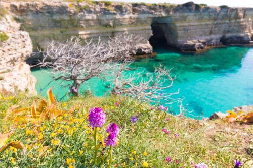 Casa vacanze Clio in Salento 6 posti - image 6
