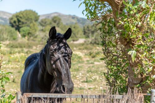 المنظر الخارجي, Can Siurell in أرتا