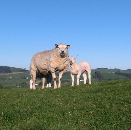 Boreland Farm - image 5