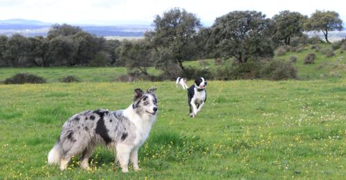 Complejo Rural Los Jarales