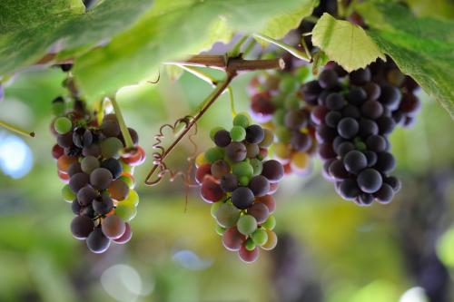 Hotel Farnese - image 4