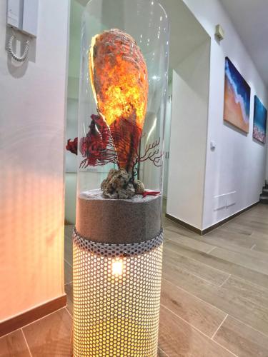 Betta splendens, Palermo (fotografie 6)