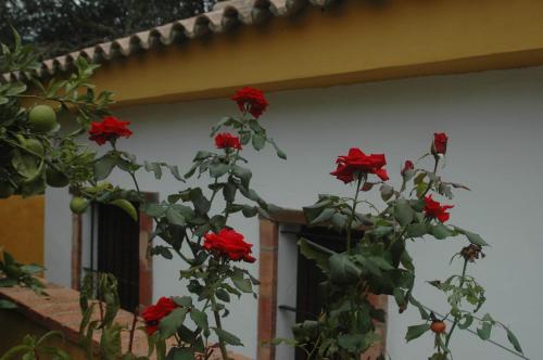 Casa Jazmín