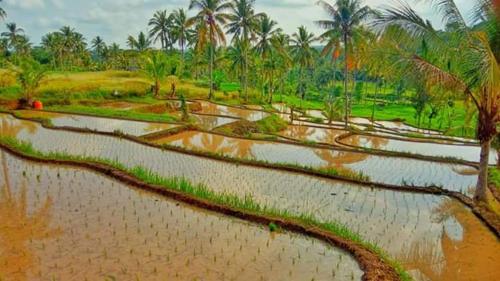 Hasan Culture Homestay