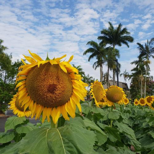 Palm Royale Cairns