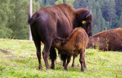 Abgeschiedene Ferienwohnung im Böhmerwald (Abgeschiedene Ferienwohnung im Bohmerwald) in คาสเปอส์เก โฮรี