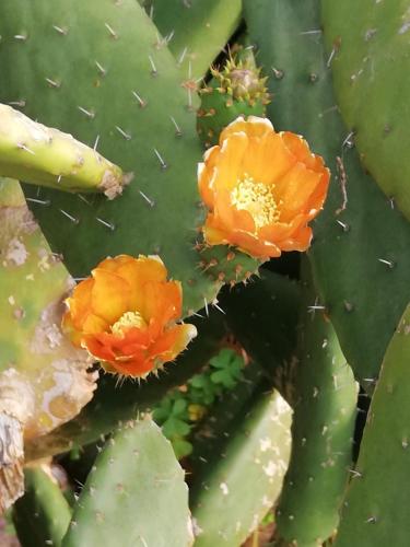 Quintinha das Lombas (casa + carro)