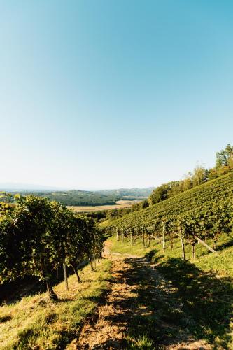 Winzerhof Strablegg - image 11