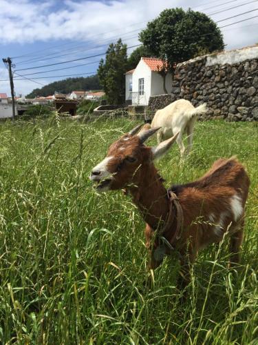 The Azores Homestead - Terceira in Santa Barbara
