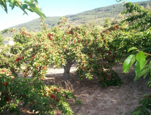 Las Calabazas