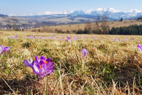 Domek na Stromej, Zakopane (photo 4)