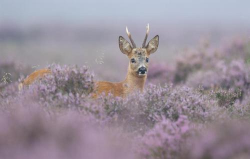 Hotel van der Valk Spier Dwingeloo - image 5