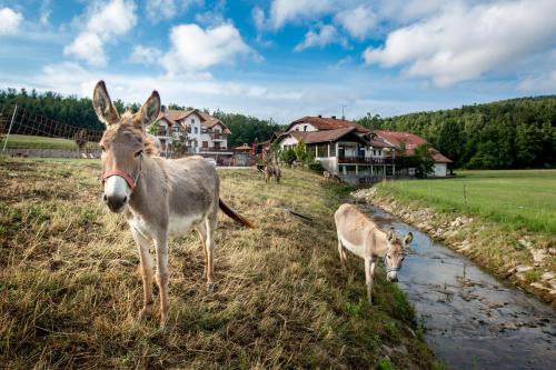 B&B Postojna - EkoTurizem Hudičevec - Bed and Breakfast Postojna