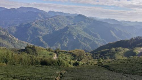 紫龍星空民宿評價、茶園景觀體驗、手作早餐與包棟服務 – 阿里山茶園秘境 - 照片 13