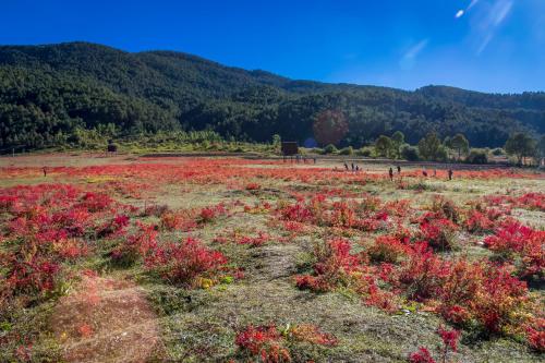 Floral Hotel · Shangri-la Blue Sky