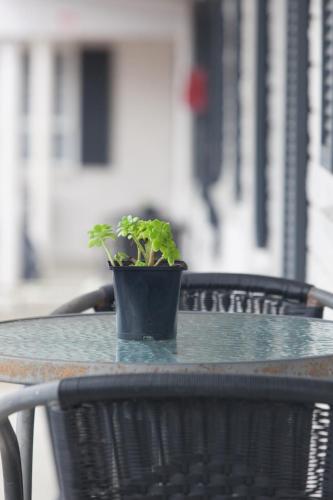 Otorohanga & Waitomo Motels in Otorohanga