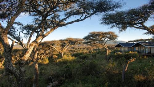 Lions Paw Ngorongoro