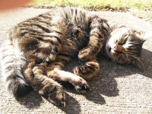 佐渡ベルメールユースホステル 新潟 佐渡 ユースホステル ゲストハウス Live Japan 日本の旅行 観光 体験ガイド