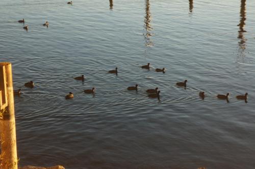 Lake Marina Inn