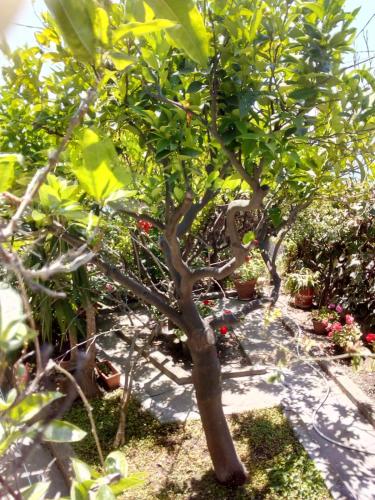 Villino Anna gîte à louer Artallo